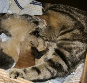 レッサーパンダの赤ちゃんが家ネコに育てられている
